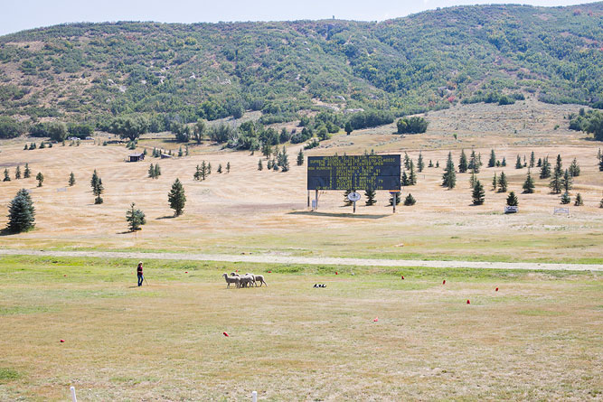 Soldier Hollow Classic Sheepdog Championship