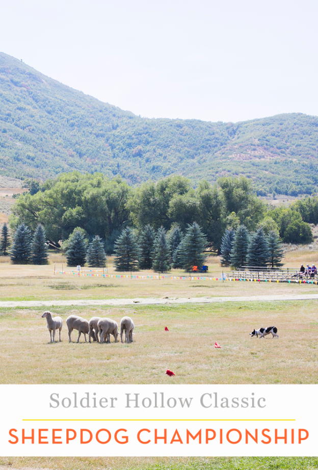 Soldier Hollow Classic Sheepdog Championship